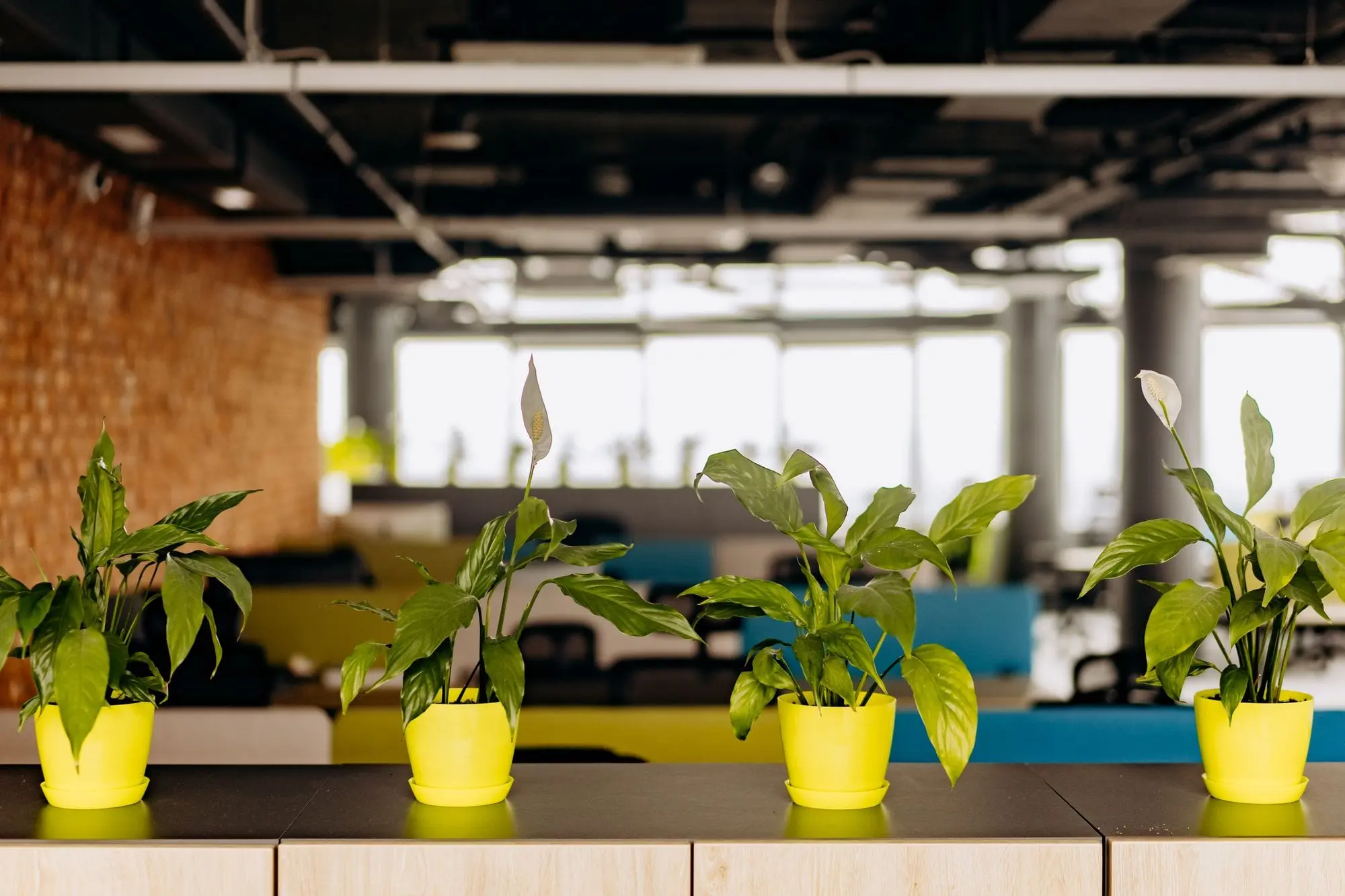 Green plants in yellow pots in a bright open-plan office