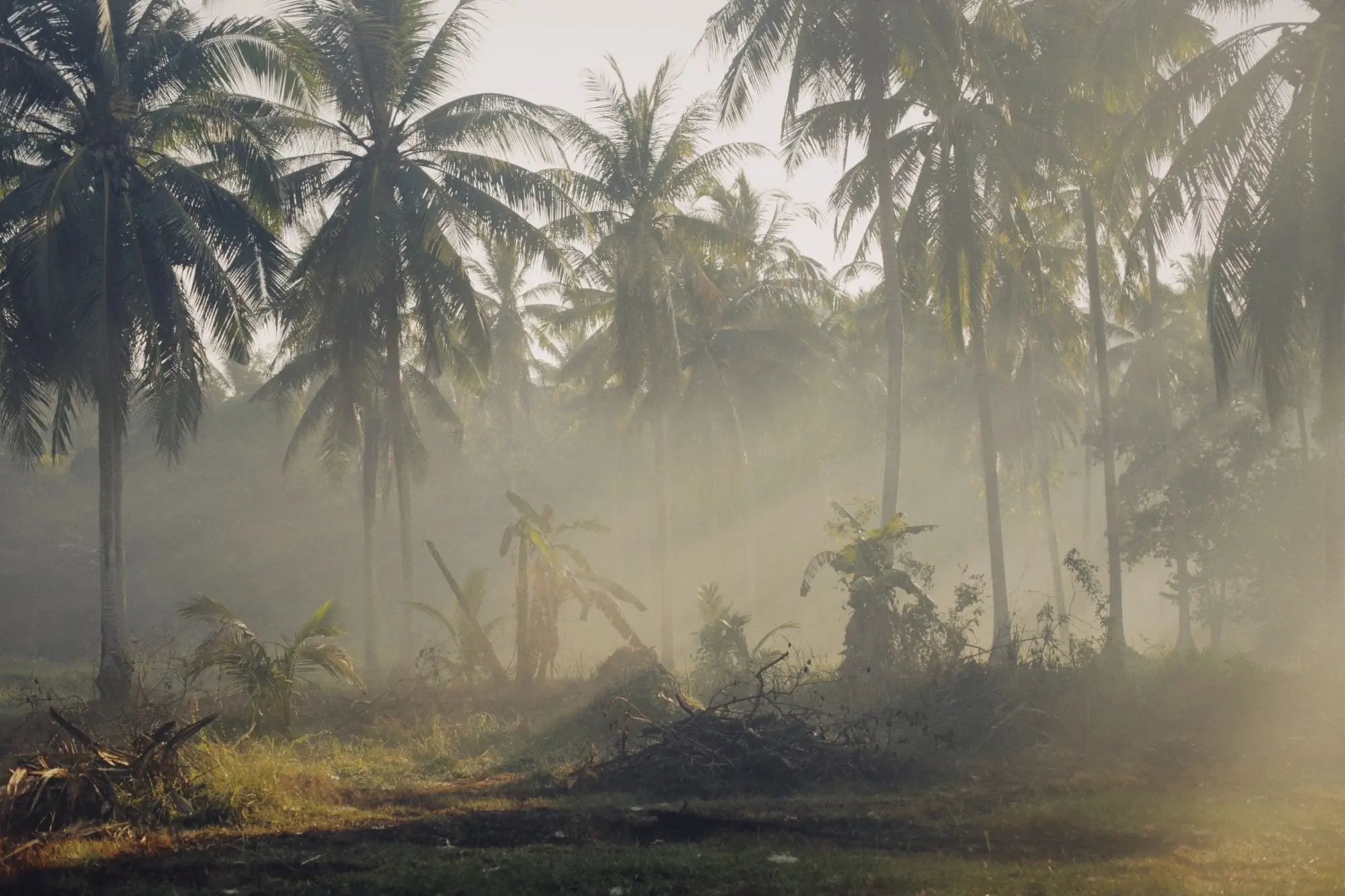 Coconut palms in morning mist, the humid tropical air an atmospheric water generator condenses