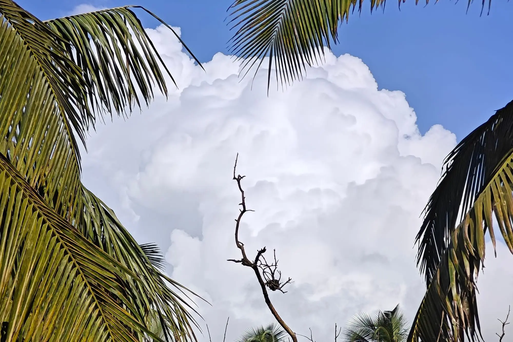 Towering cumulus clouds seen through palm fronds
