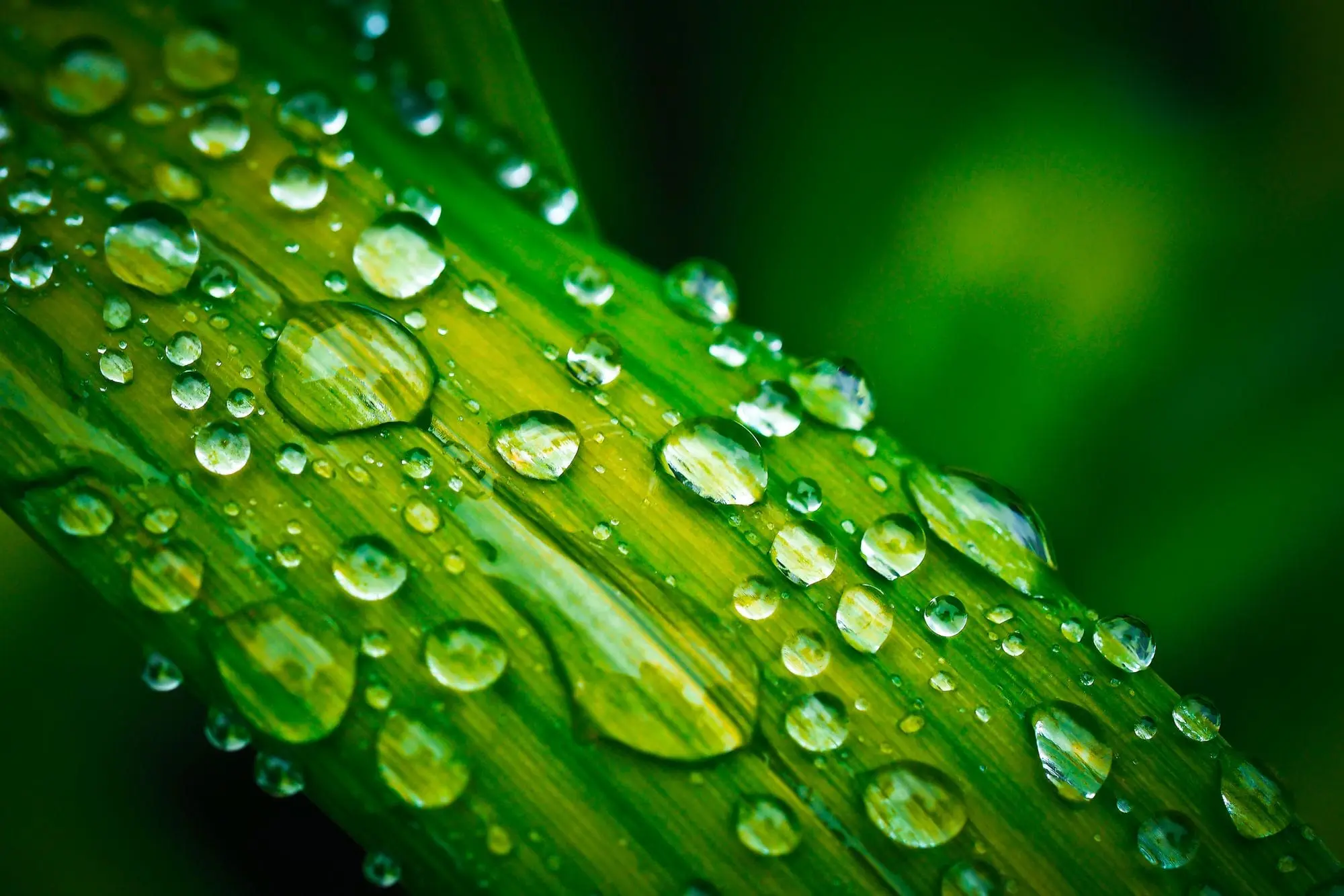 Water droplets on a bright green leaf