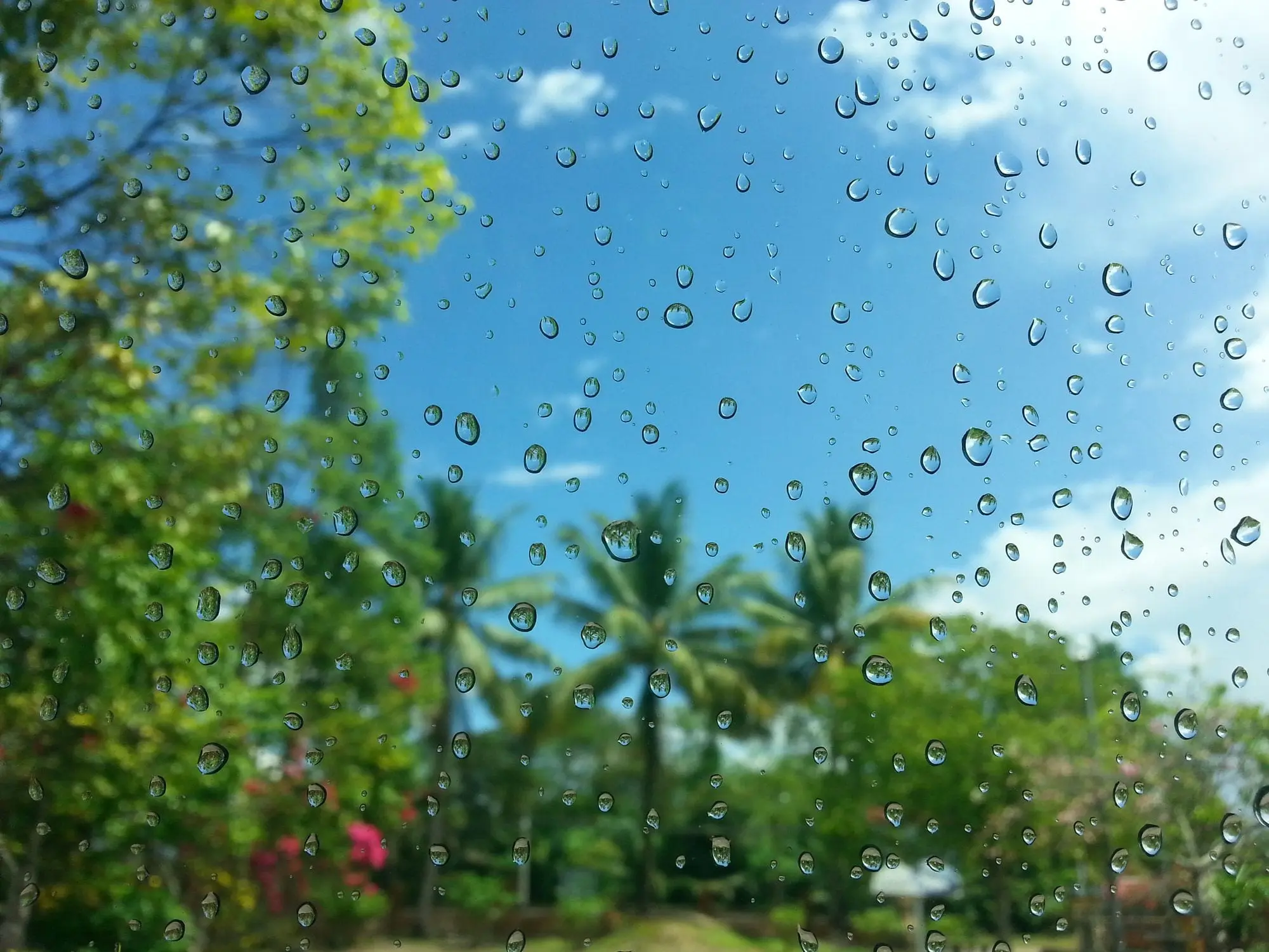 Raindrops on a window pane with palm trees and blue sky behind