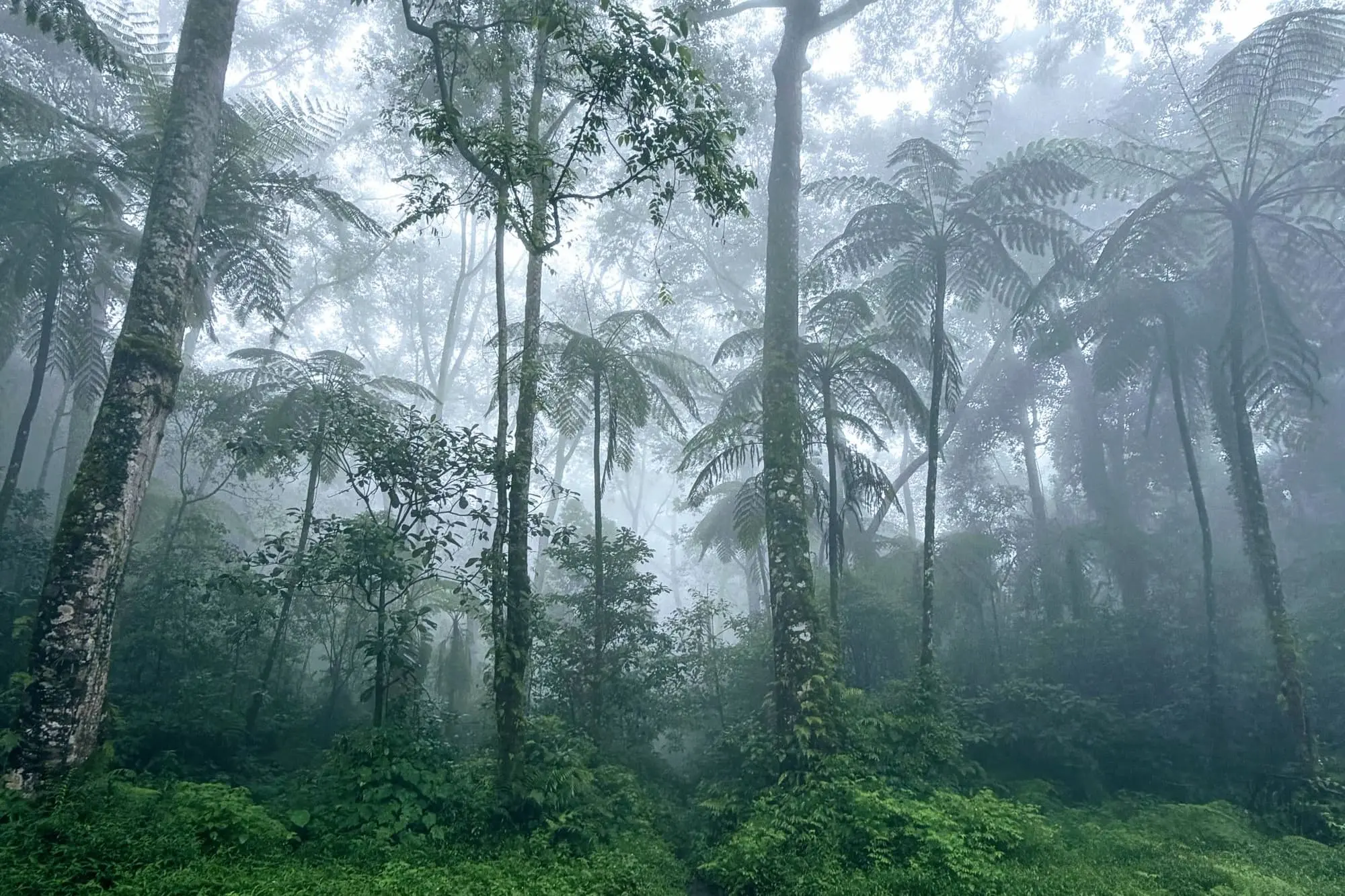 Misty tropical rainforest with tall trees and palms