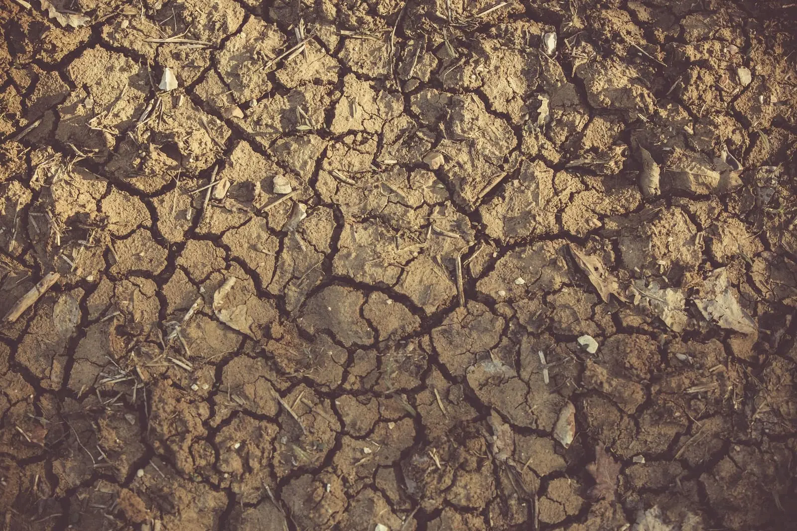 Close-up of dry, cracked earth during a drought